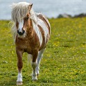 Shetland 154 come oggetto avanzato-1